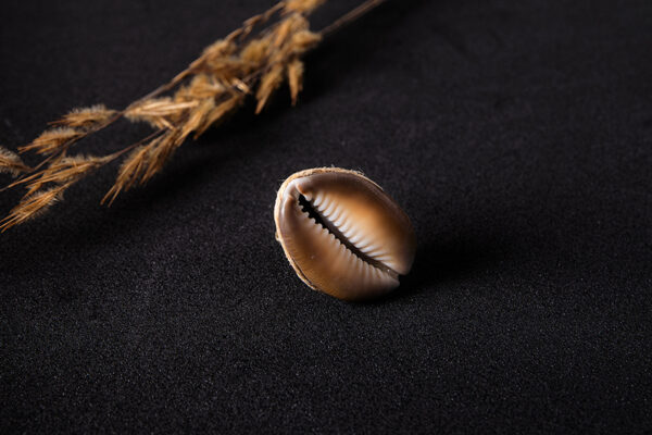 Bague Coquillage Cauri